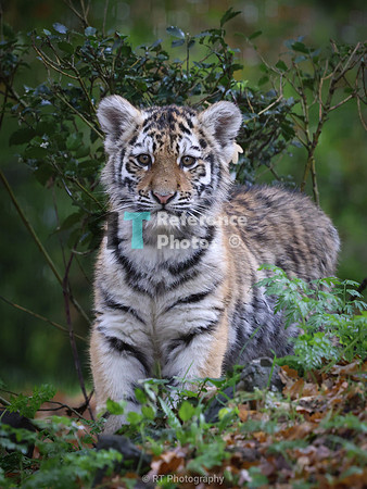Siberian tiger cub