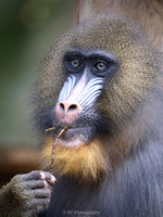Mandril