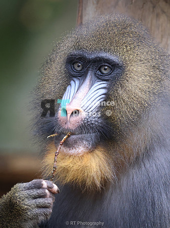 Mandril