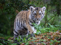 Siberian tiger cub