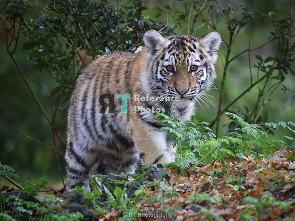 Siberian tiger cub