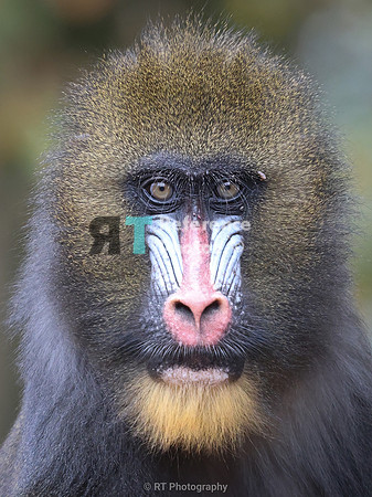 Mandril