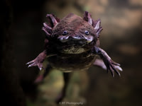 Axolotl