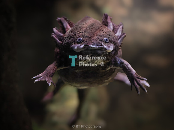 Axolotl