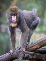 Mandril