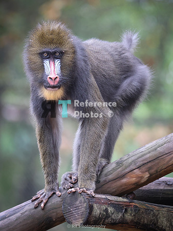 Mandril