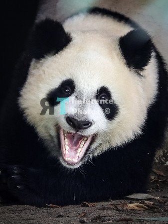 Giant panda