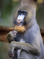 Mandril