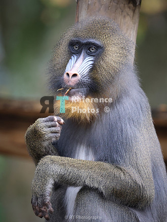 Mandril