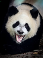 Giant panda
