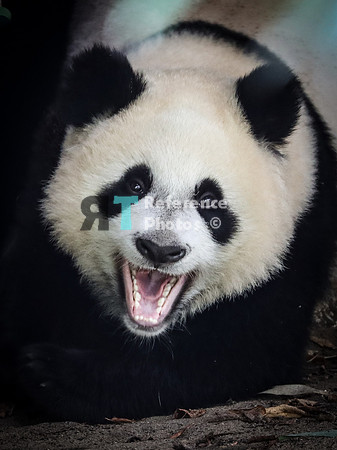 Giant panda