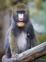 Mandril