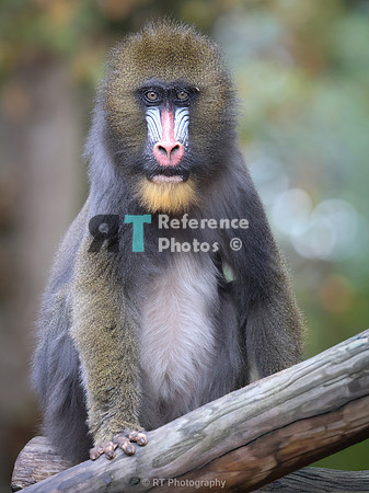 Mandril