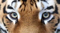 tiger eyes (cropped)