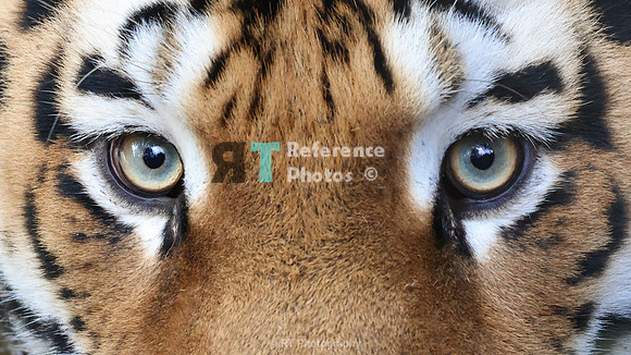 tiger eyes (cropped)