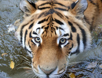 Tiger eyes (uncropped)