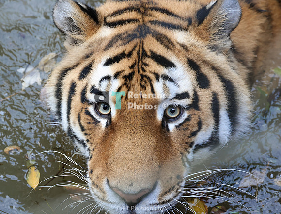 Tiger eyes (uncropped)