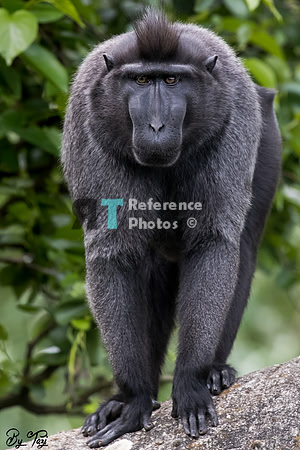 Crested macaque