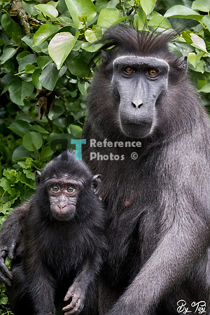 Crested macaque