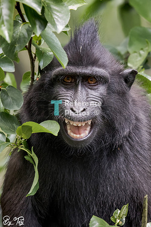 Crested macaque
