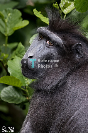 Crested macaque