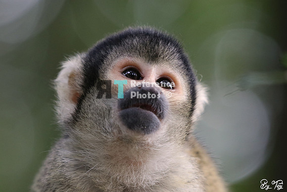 Squirrel monkey
