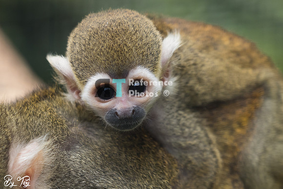 Squirrel monkey