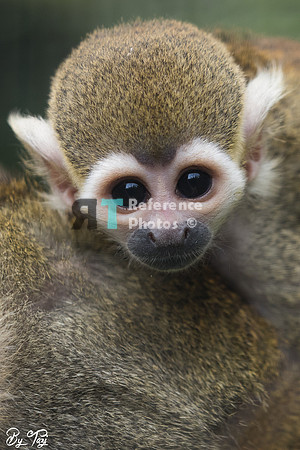 Squirrel monkey