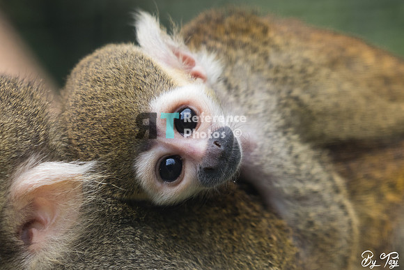 Squirrel monkey
