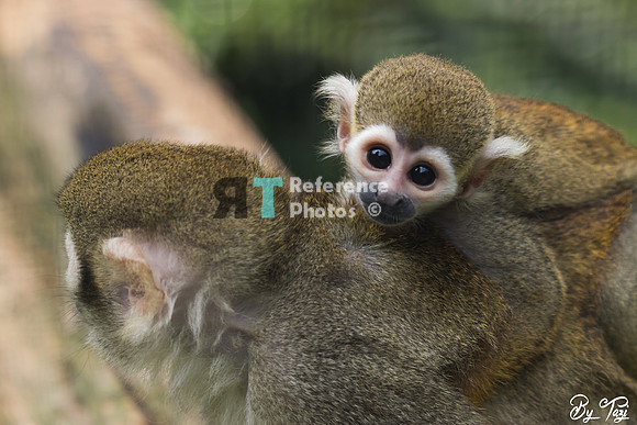 Squirrel monkey