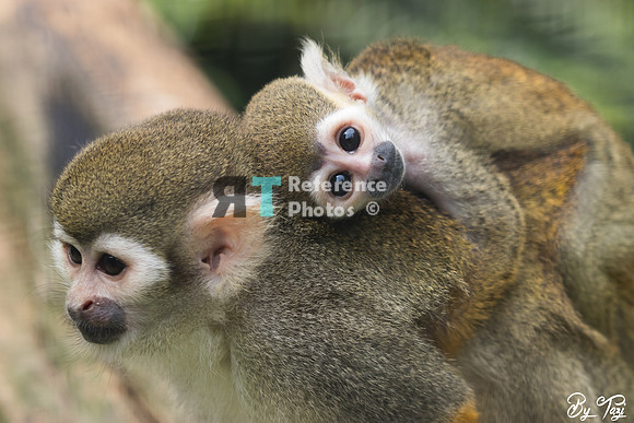 Squirrel monkey