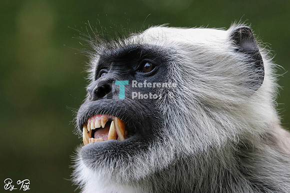 Langur