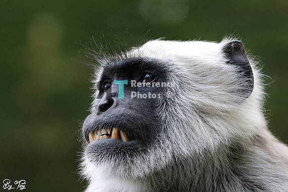 Langur