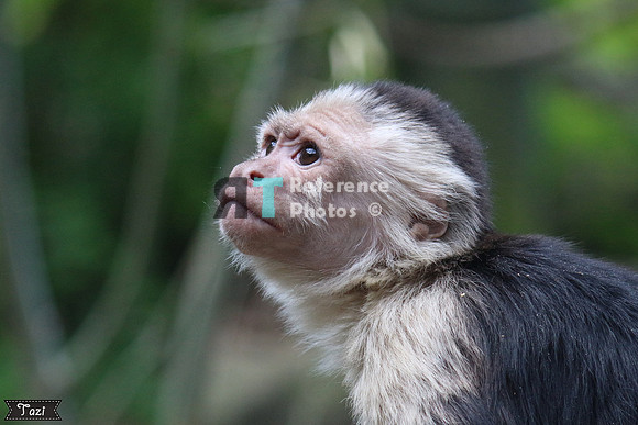 Capuchin monkey