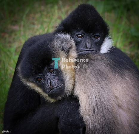 Gibbon