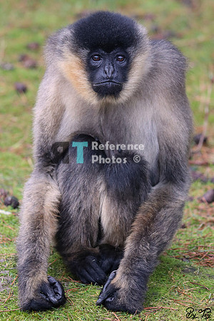 Gibbon
