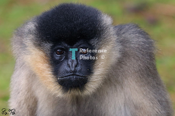 Gibbon