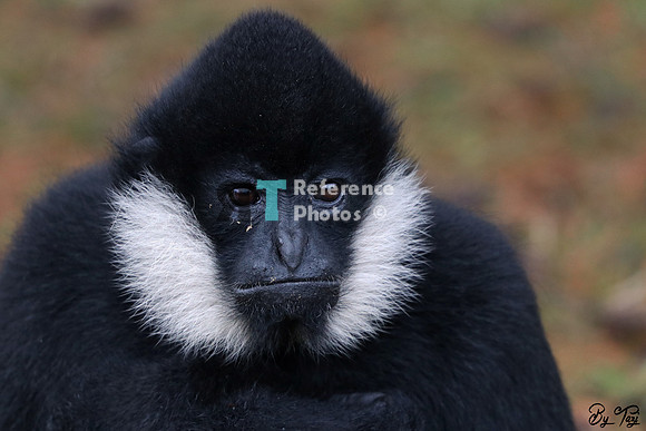 Gibbon