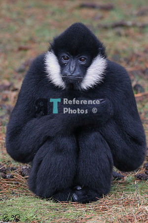 Gibbon