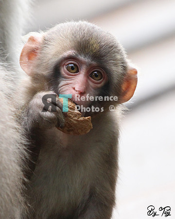 Japanese macaque juvenile