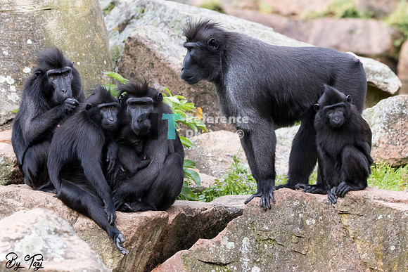 Crested macaque family