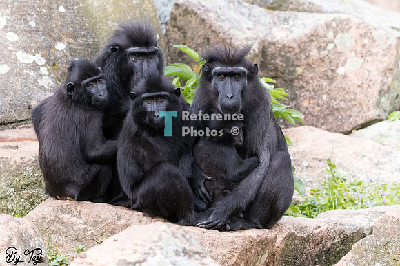 Crested macaque family