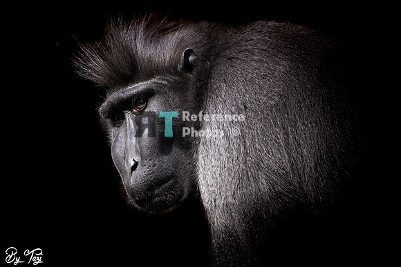 Crested Macaque