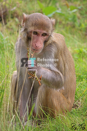 Rhesus monkey