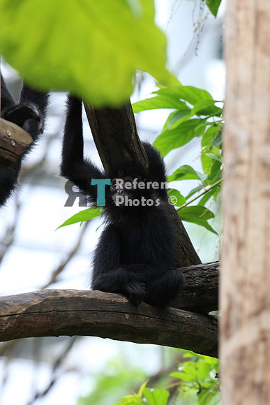 Spider monkey