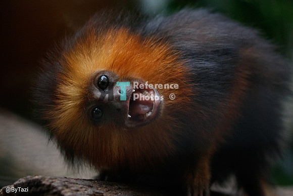 Goldenhead lion monkey