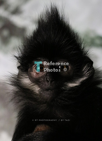 Francois Langur