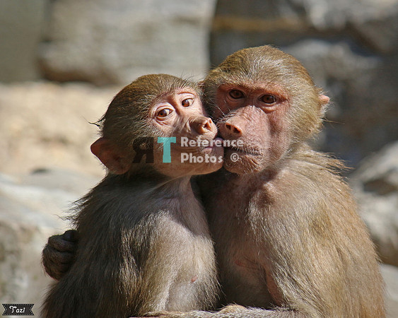 Kissing baboons