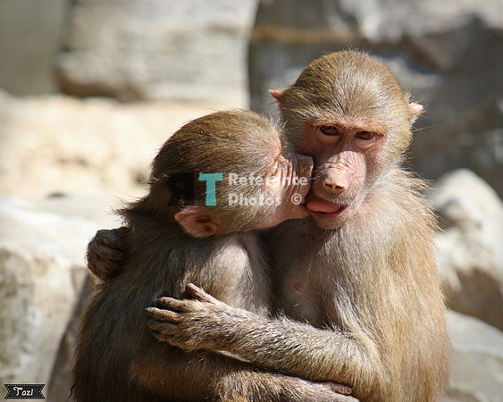 Kissing baboons
