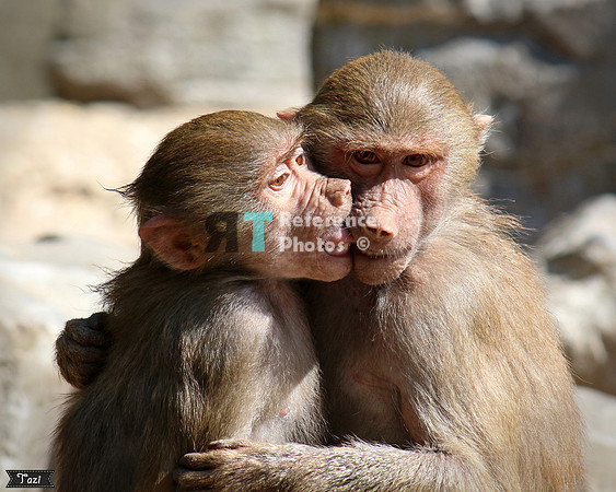Kissing baboons